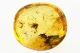 Fossil Spiny Ant (Myrmicinae) w/ Oak Hairs in Baltic Amber - Rare! #275469-1